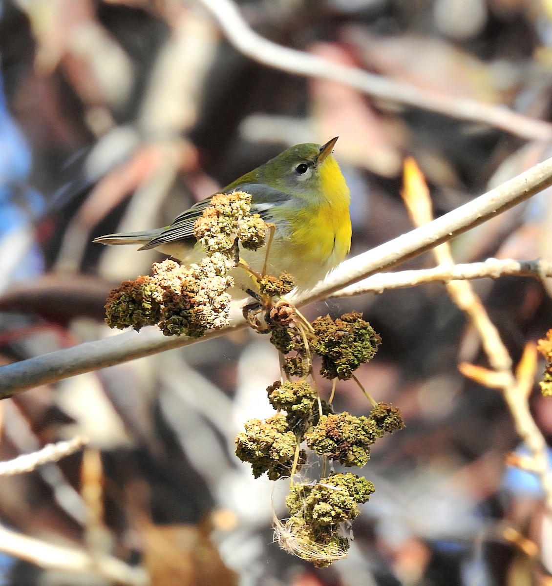 Northern Parula - ML643855537