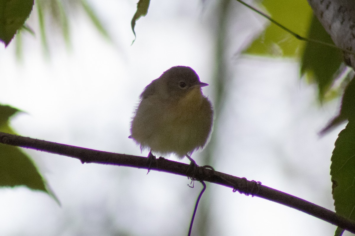 Common Yellowthroat - ML643855541