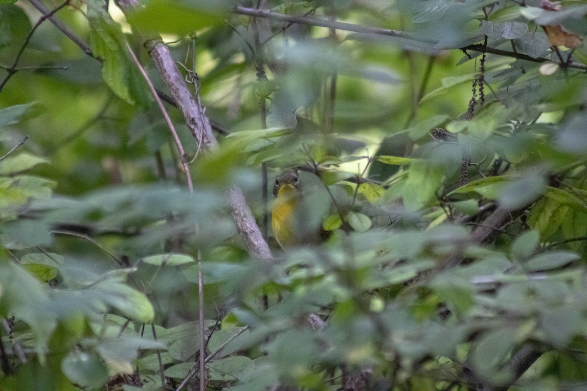 Common Yellowthroat - ML643855542