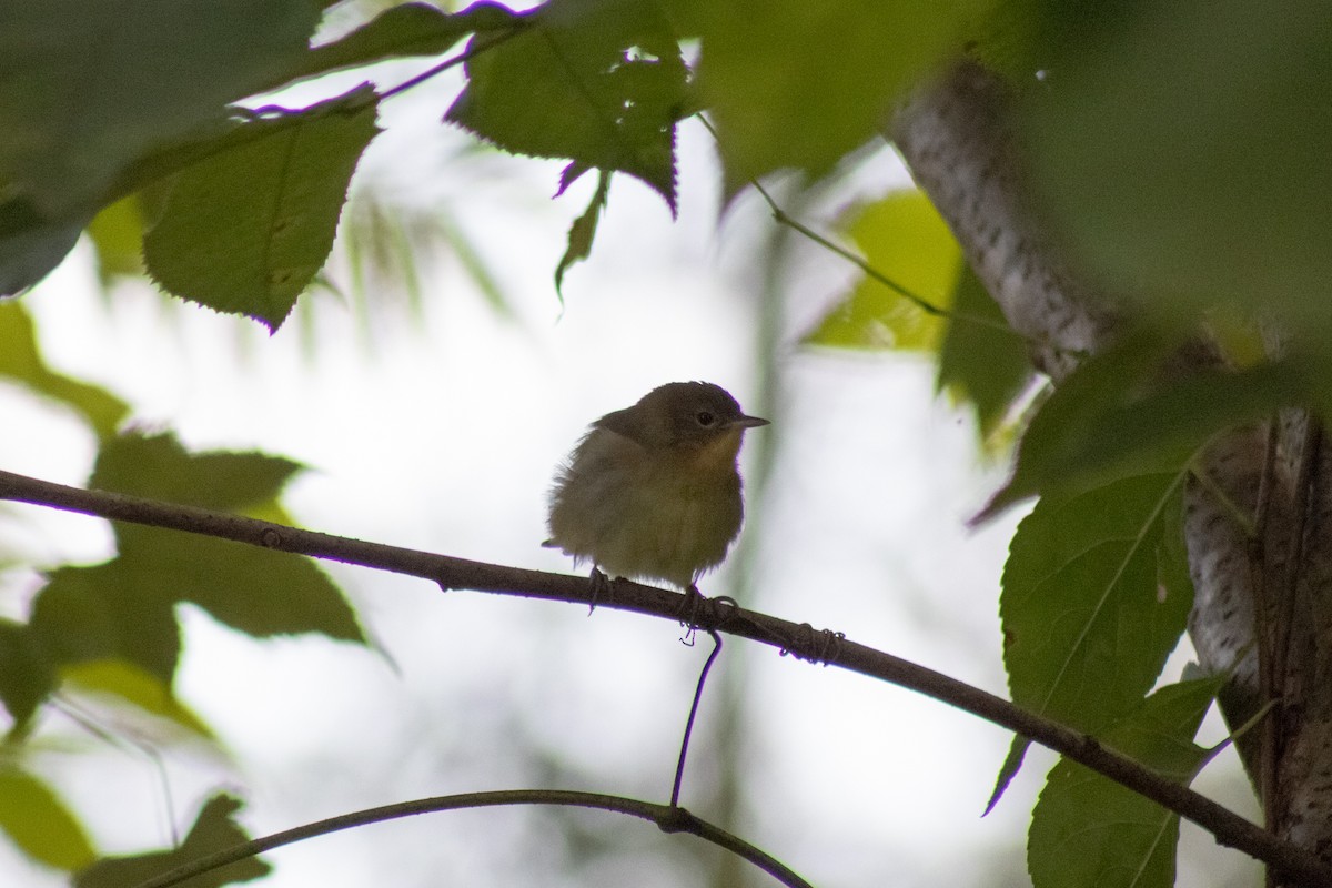 Common Yellowthroat - ML643855543