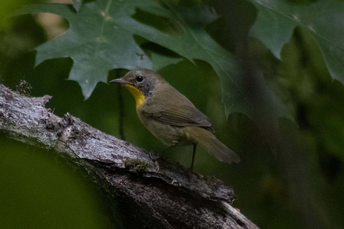Common Yellowthroat - ML643855544