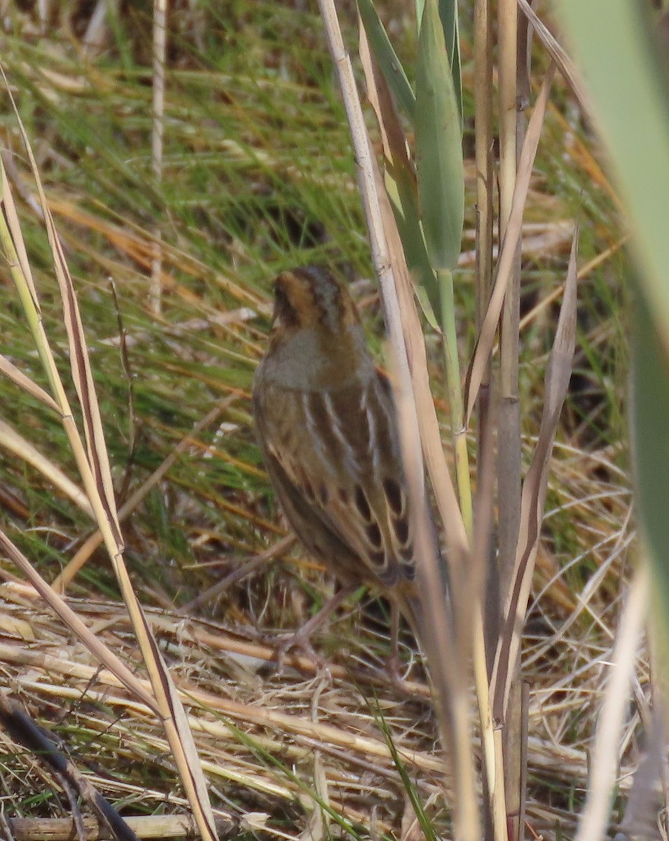 Nelson's Sparrow - ML643855545