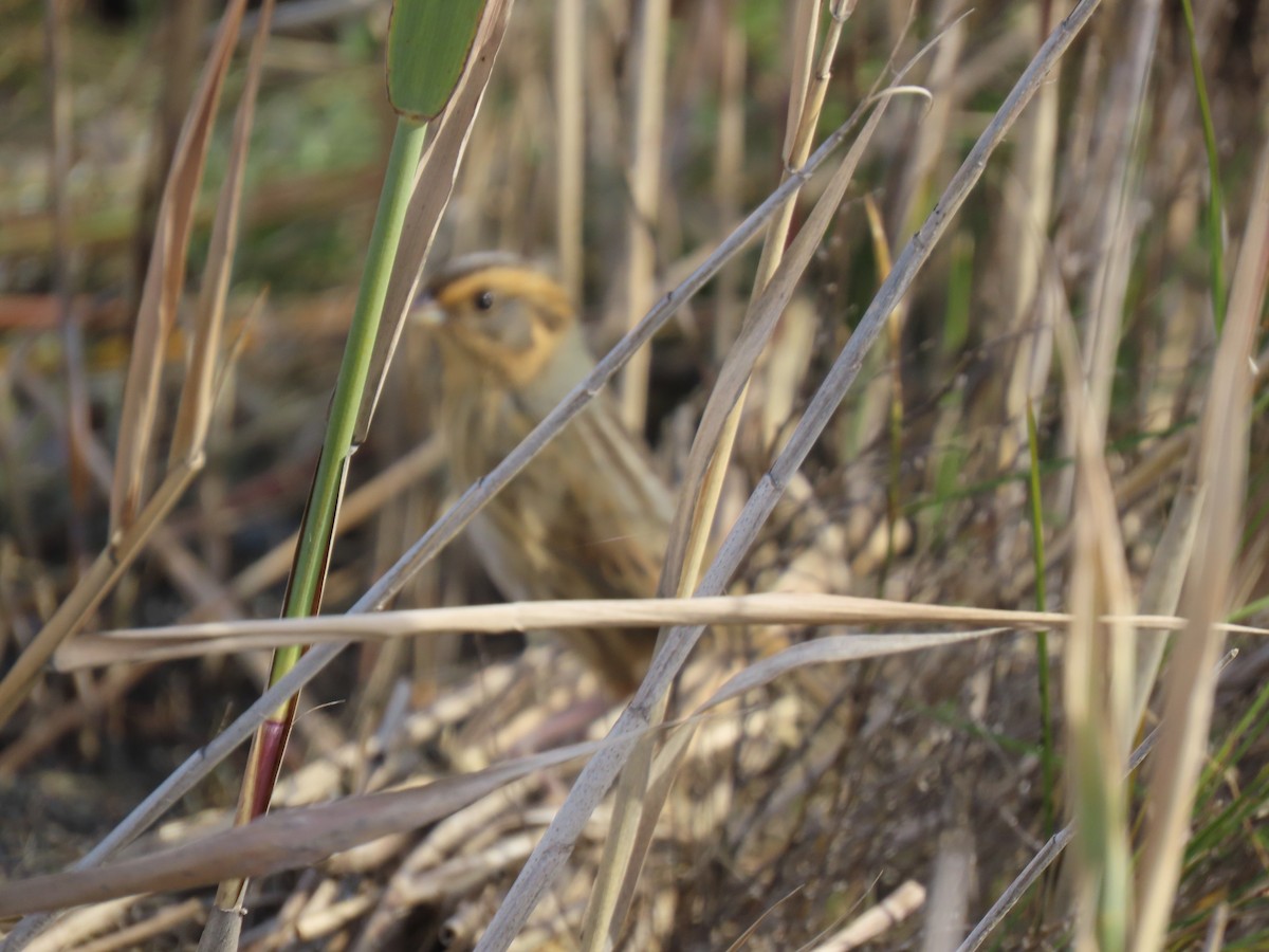 Nelson's Sparrow - ML643855574