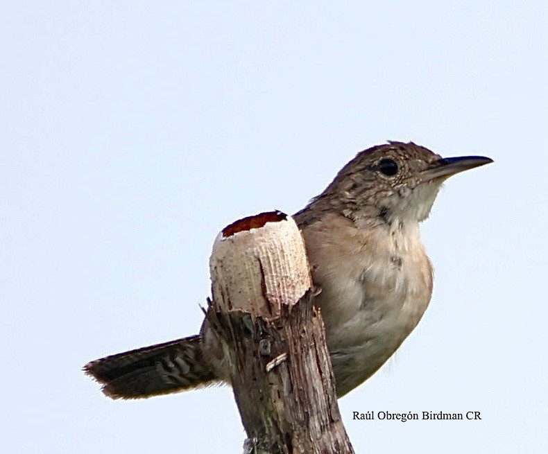 Southern House Wren - ML643855583