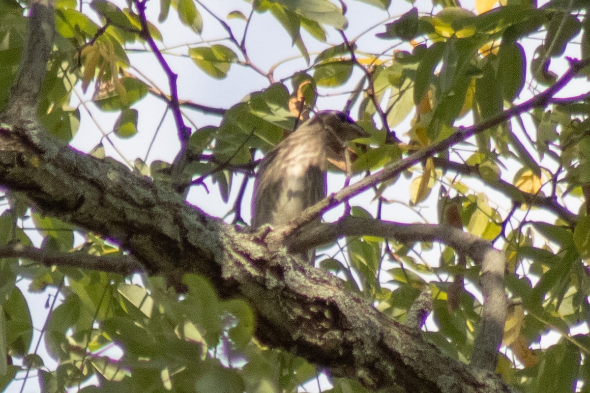 Cedar Waxwing - ML643855586