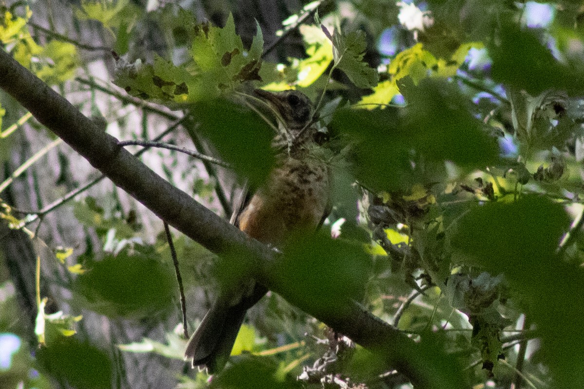 American Robin - ML643855592