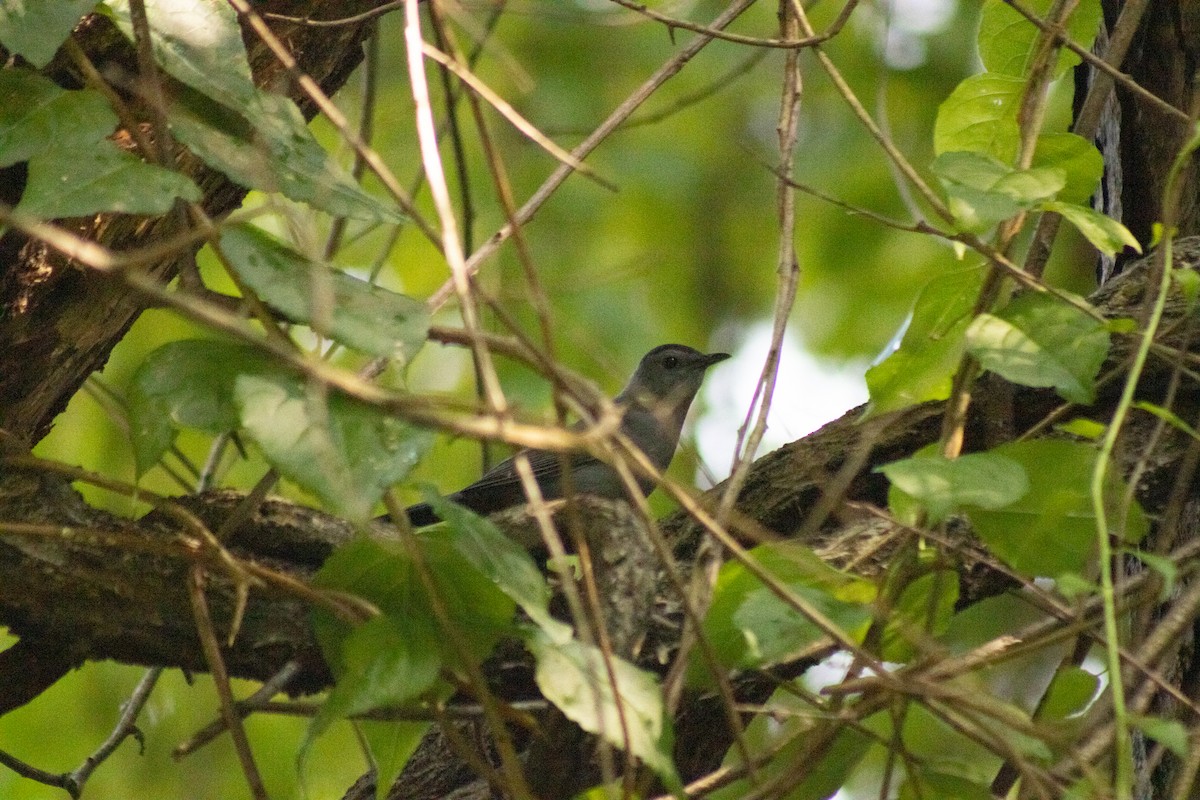 Gray Catbird - ML643855598