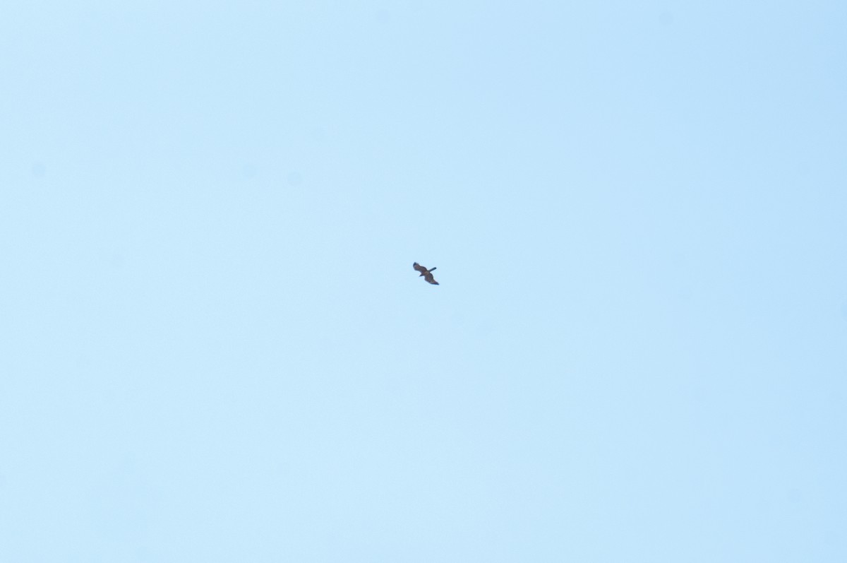 Oriental Honey-buzzard - ML643855610