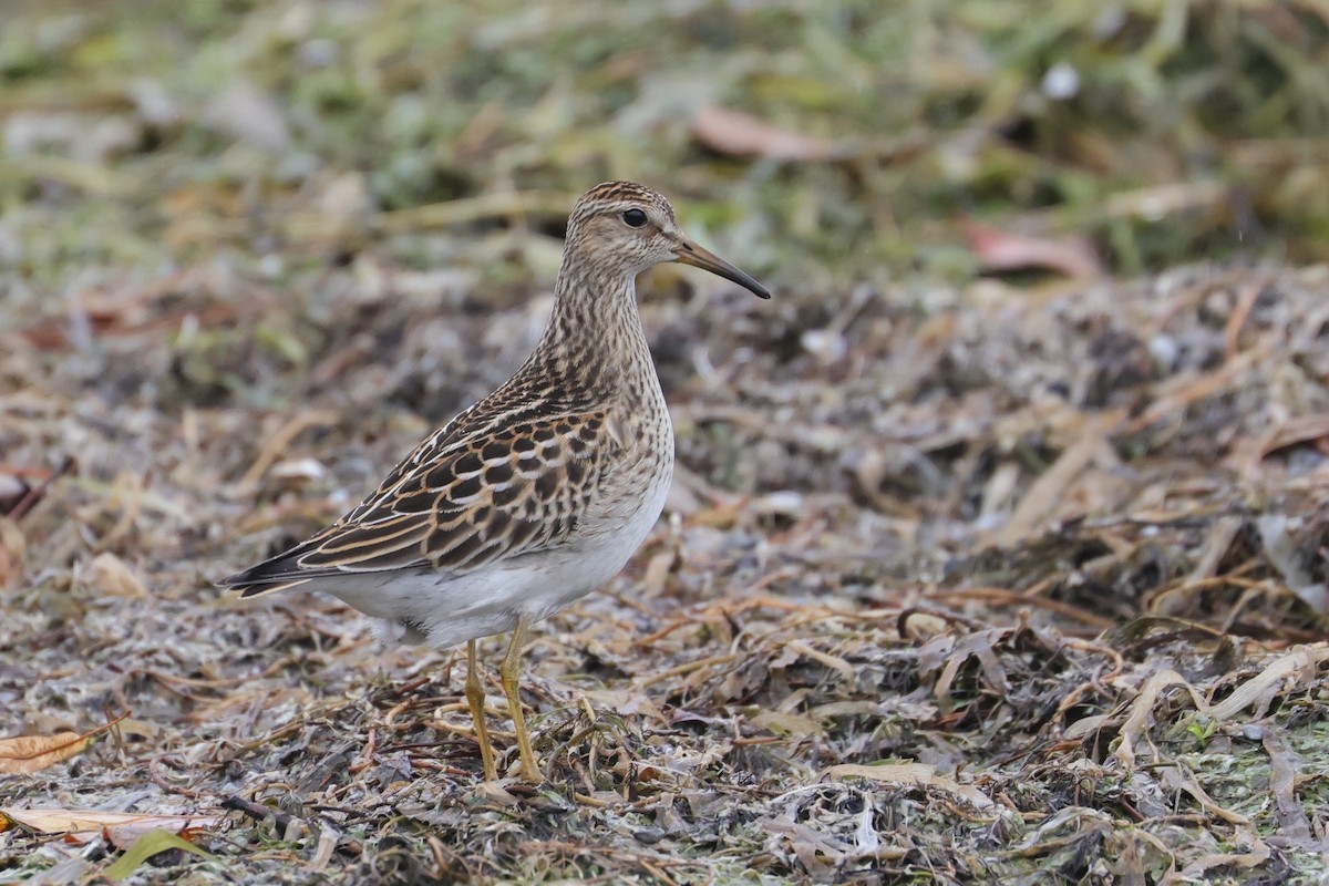Graubrust-Strandläufer - ML643855613