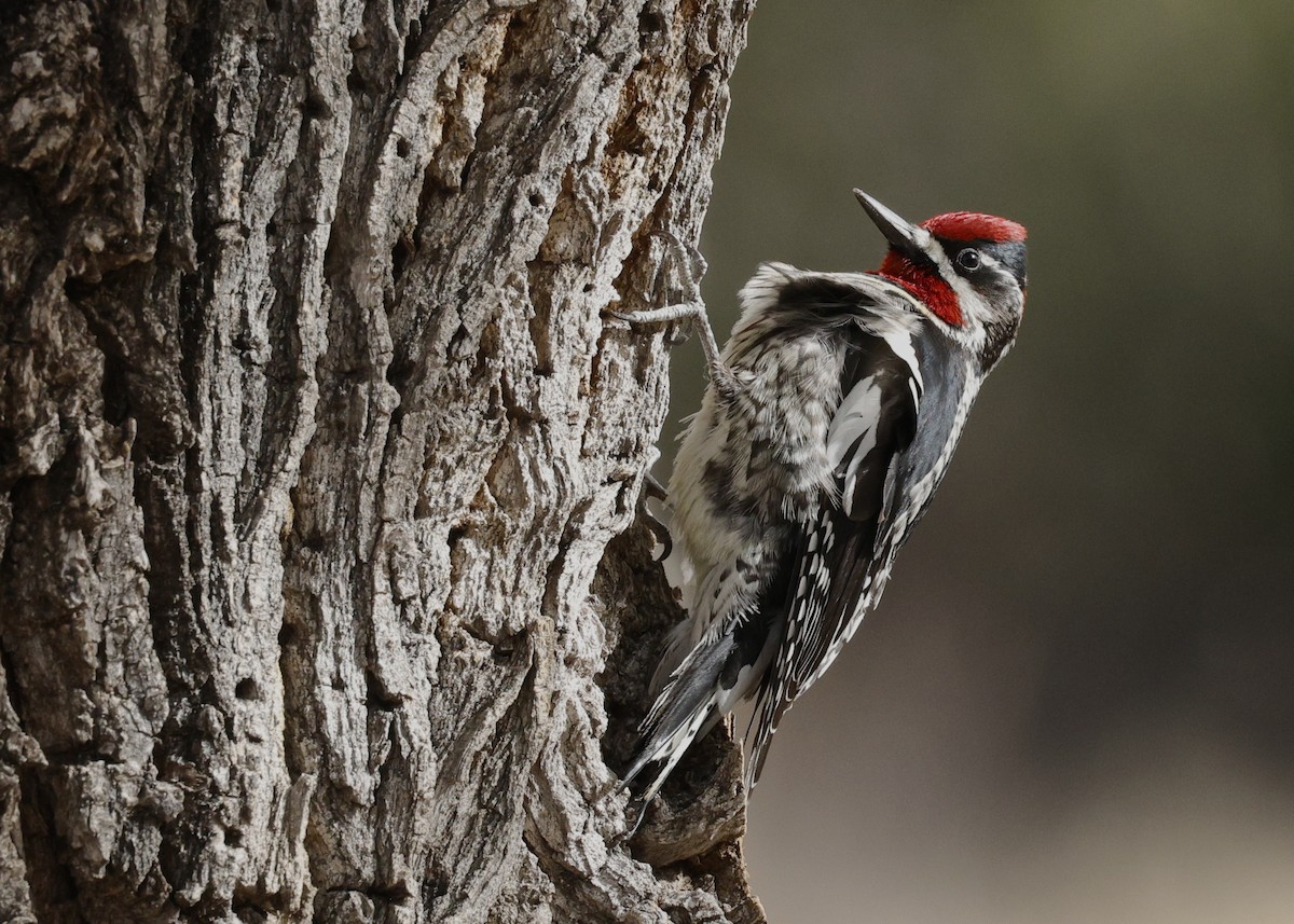 Red-naped Sapsucker - ML643855620