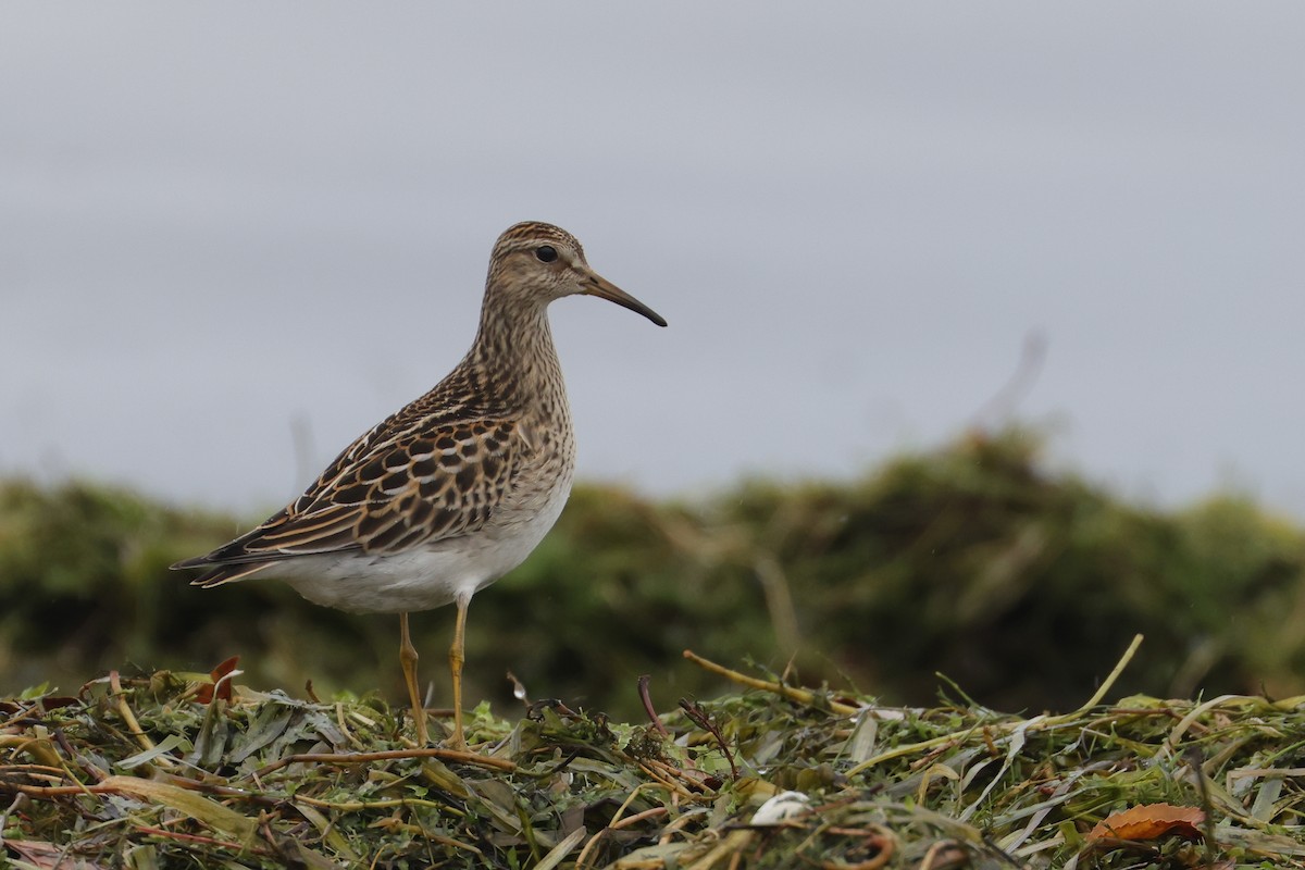 Graubrust-Strandläufer - ML643855622