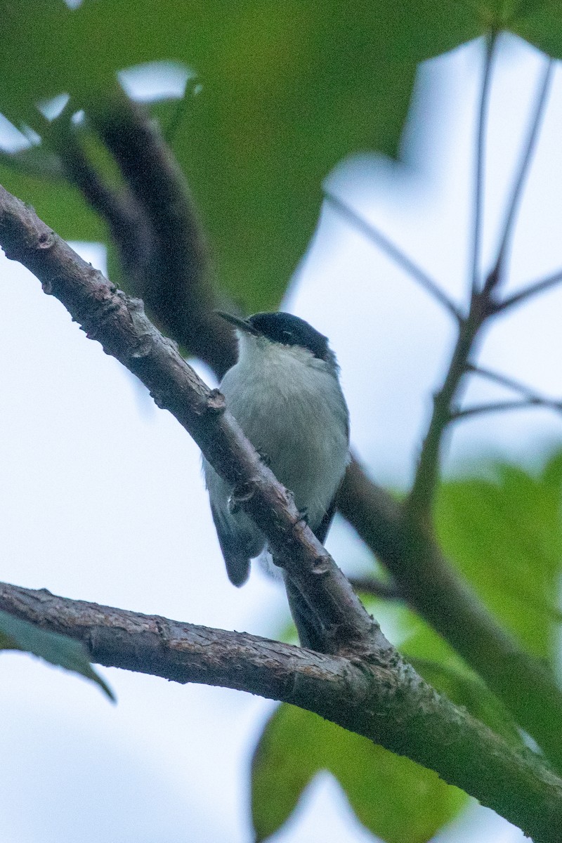 mayamyggsmett - ML643855631