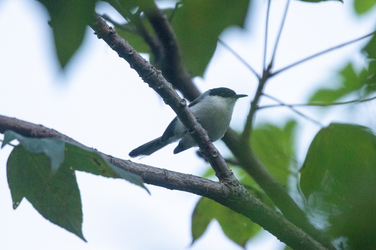 mayamyggsmett - ML643855632