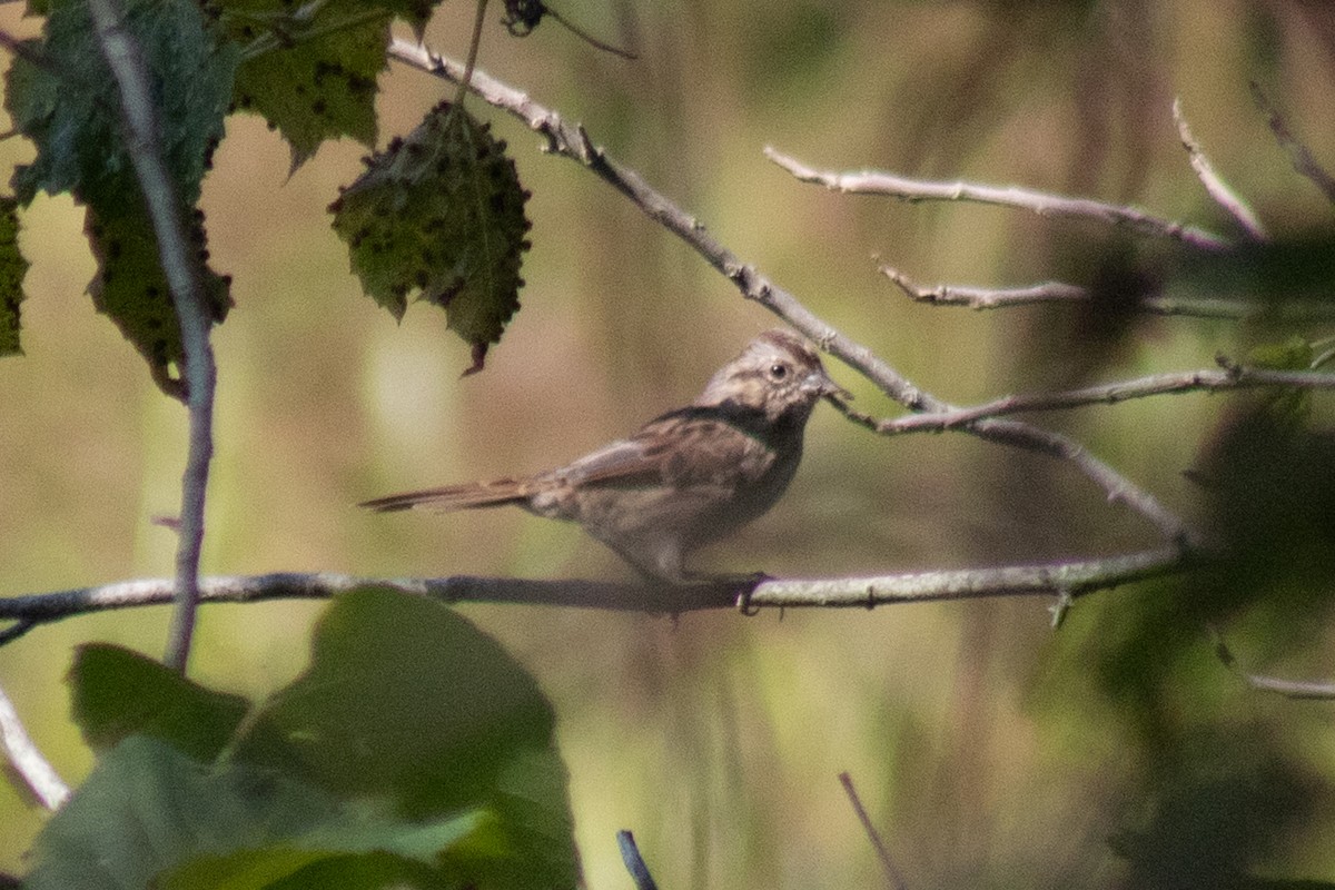 Song Sparrow - ML643855635