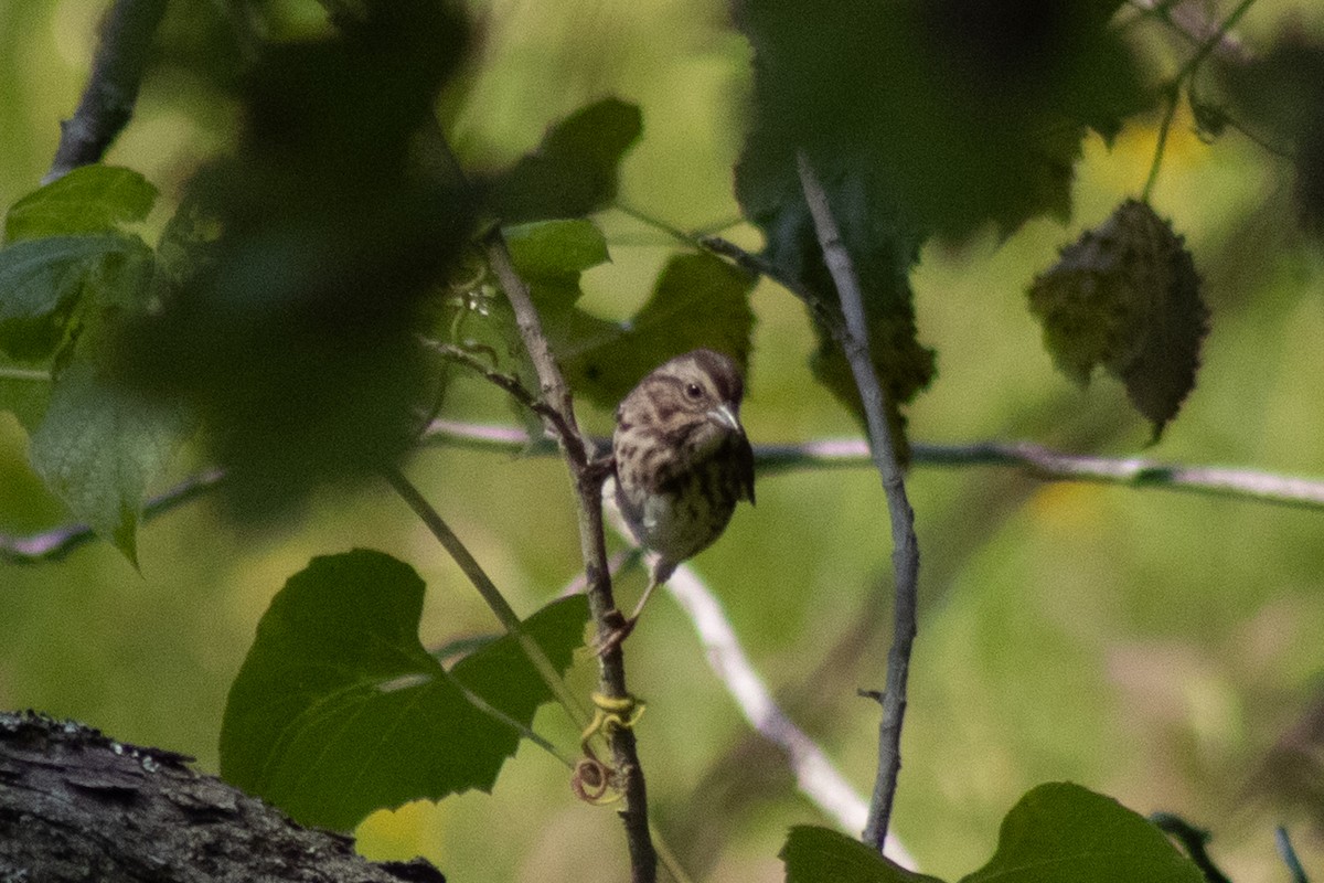 Song Sparrow - ML643855636