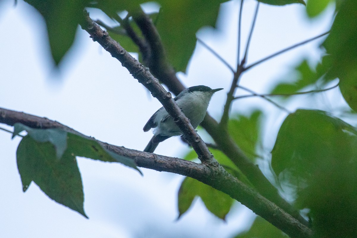 mayamyggsmett - ML643855637