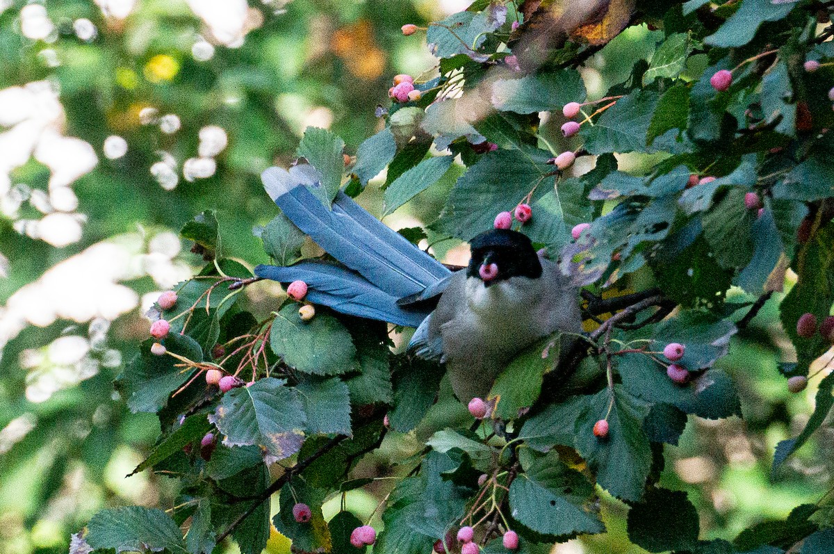 Mavi Saksağan - ML643855645