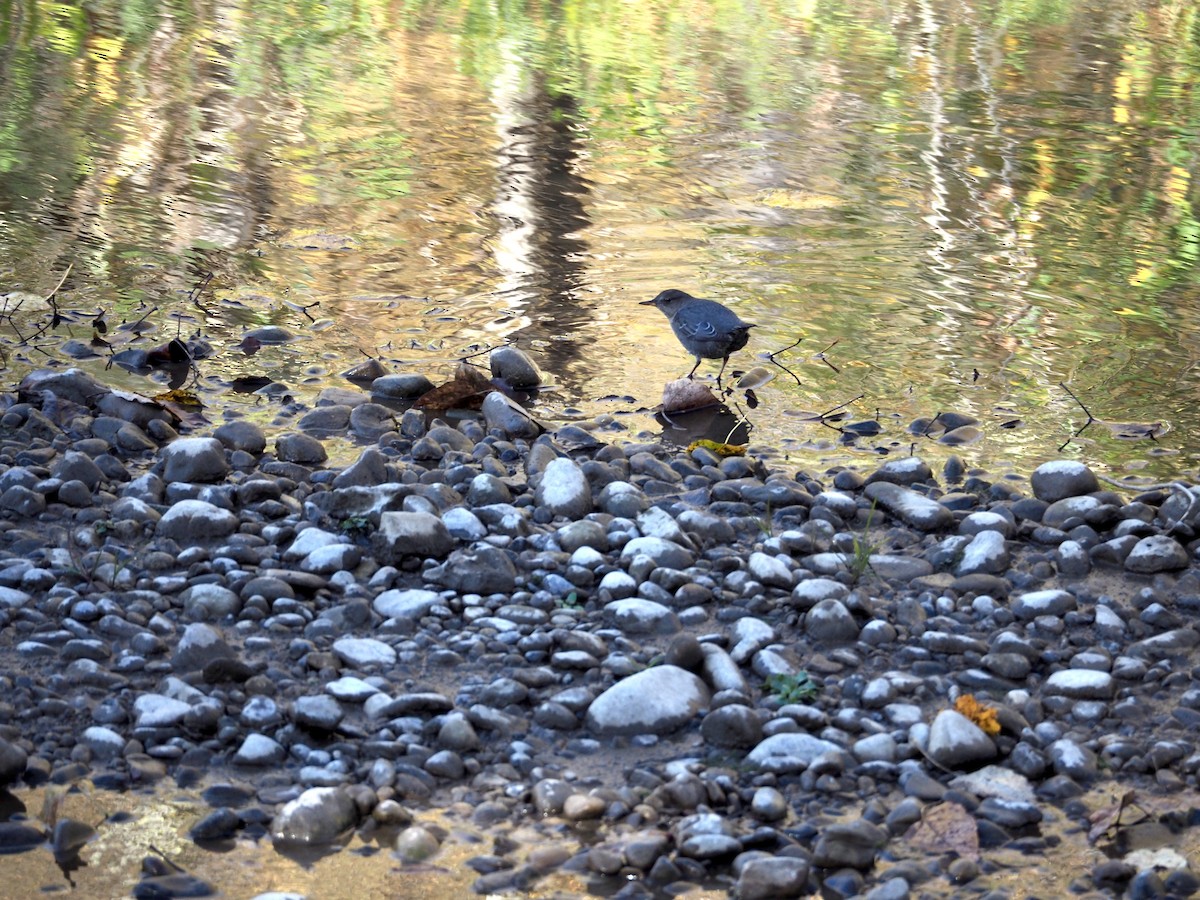 American Dipper - ML643855646