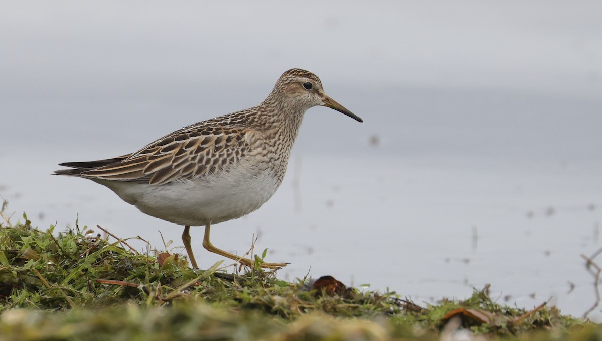 Graubrust-Strandläufer - ML643855647