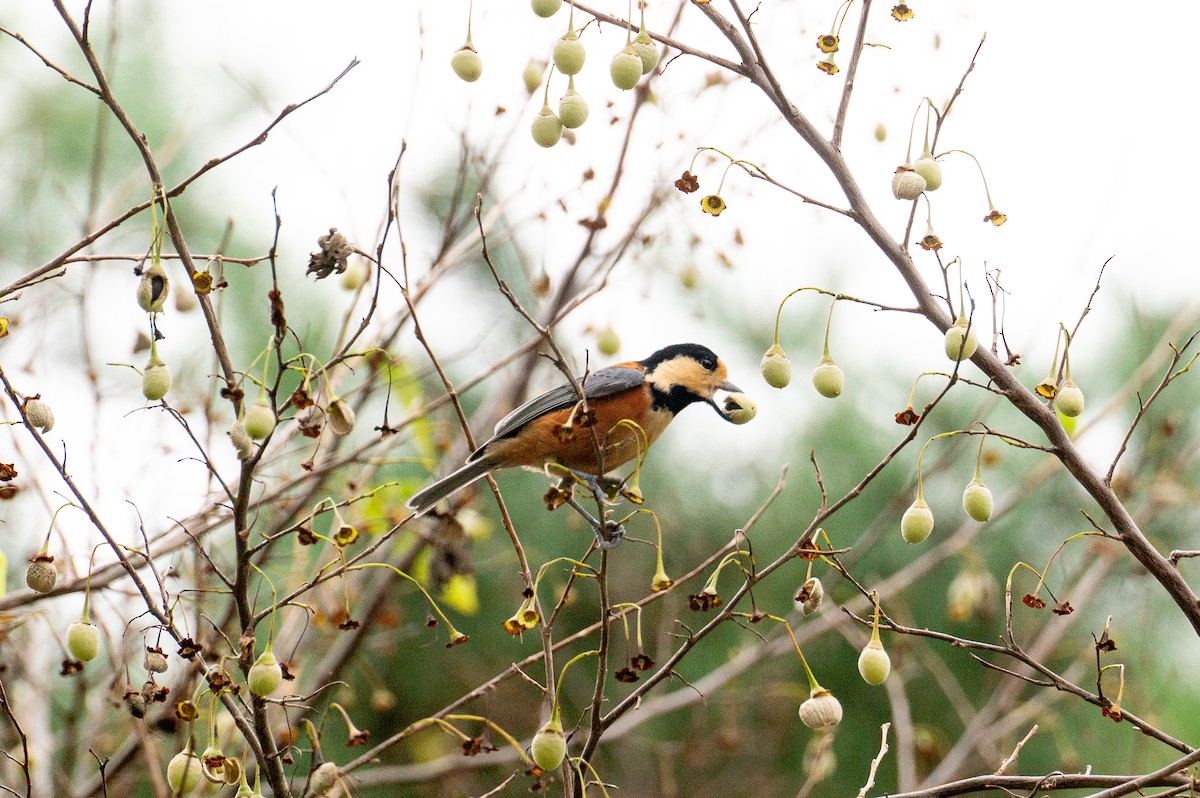 Varied Tit - ML643855658
