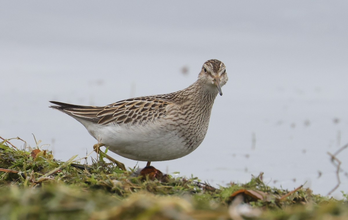 Graubrust-Strandläufer - ML643855660