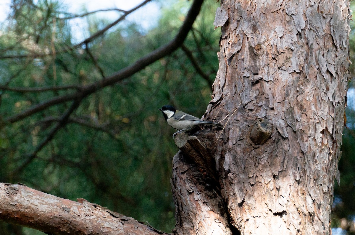Asian Tit - ML643855663