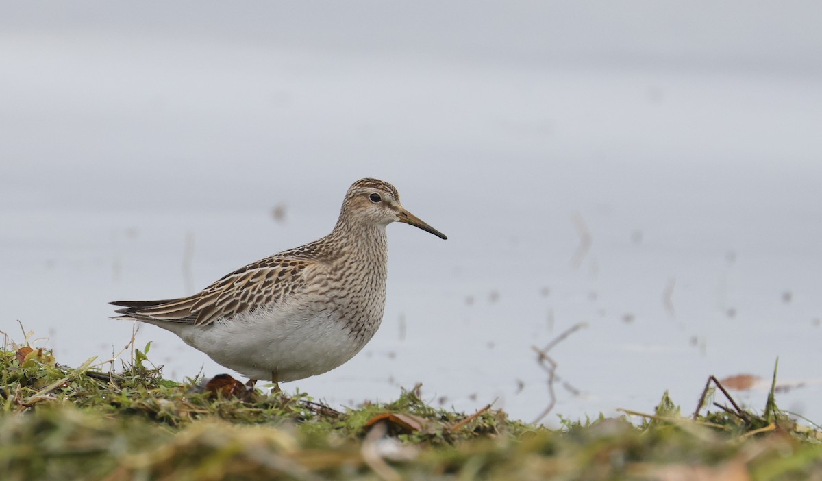 Graubrust-Strandläufer - ML643855666