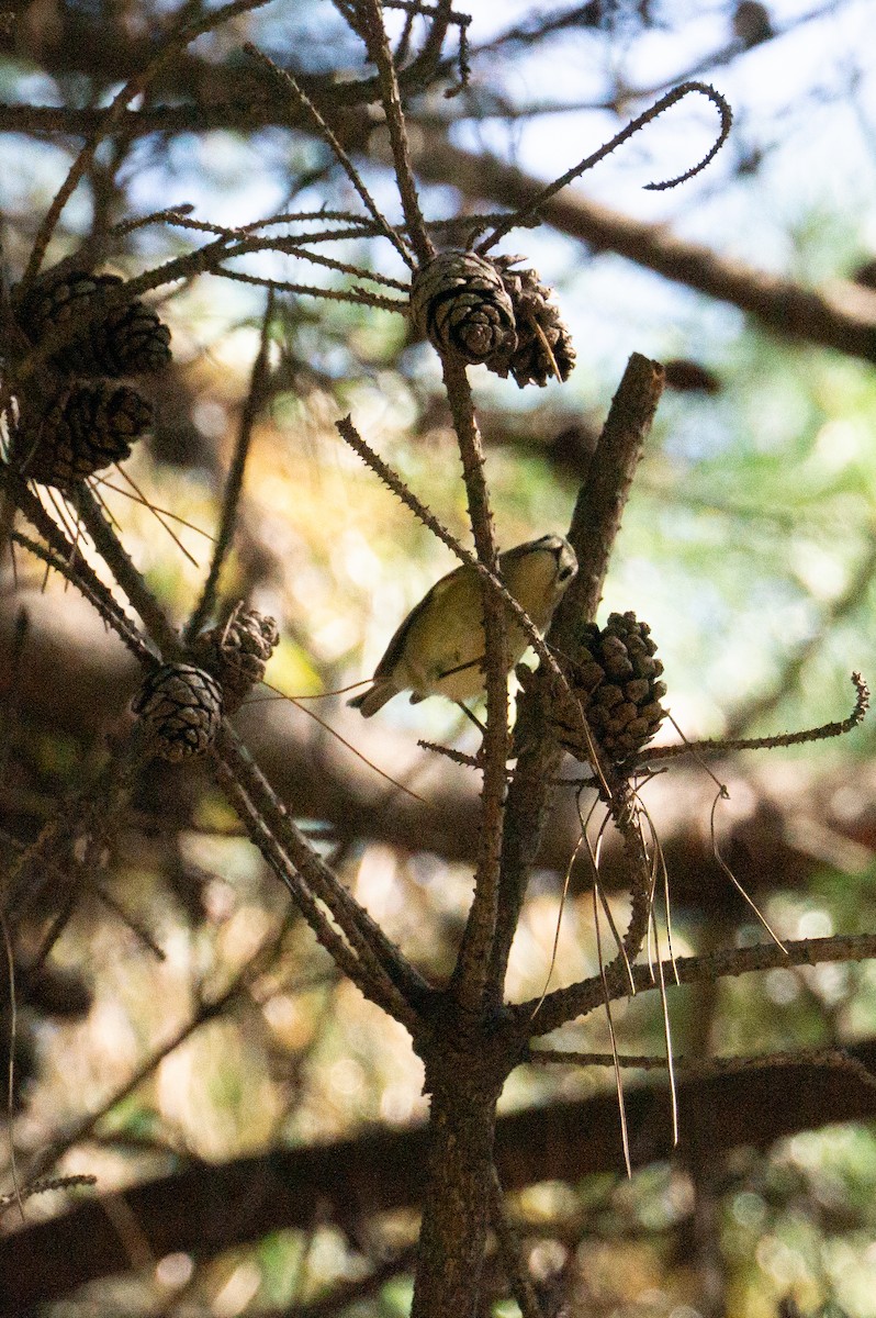 Goldcrest - ML643855669