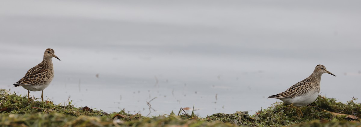 Graubrust-Strandläufer - ML643855672