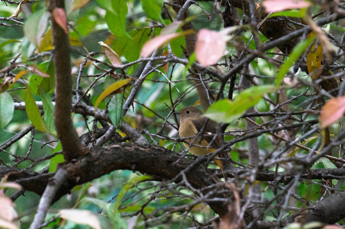 Daurian Redstart - ML643855675