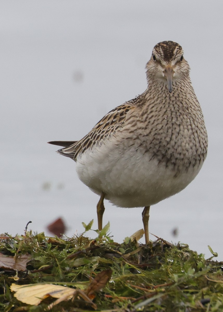 Graubrust-Strandläufer - ML643855684