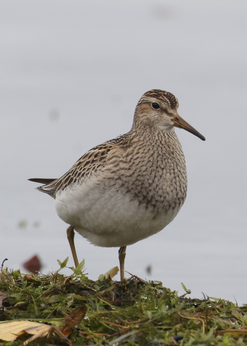 Graubrust-Strandläufer - ML643855686