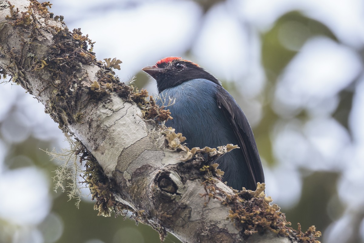 blåmanakin - ML643855693