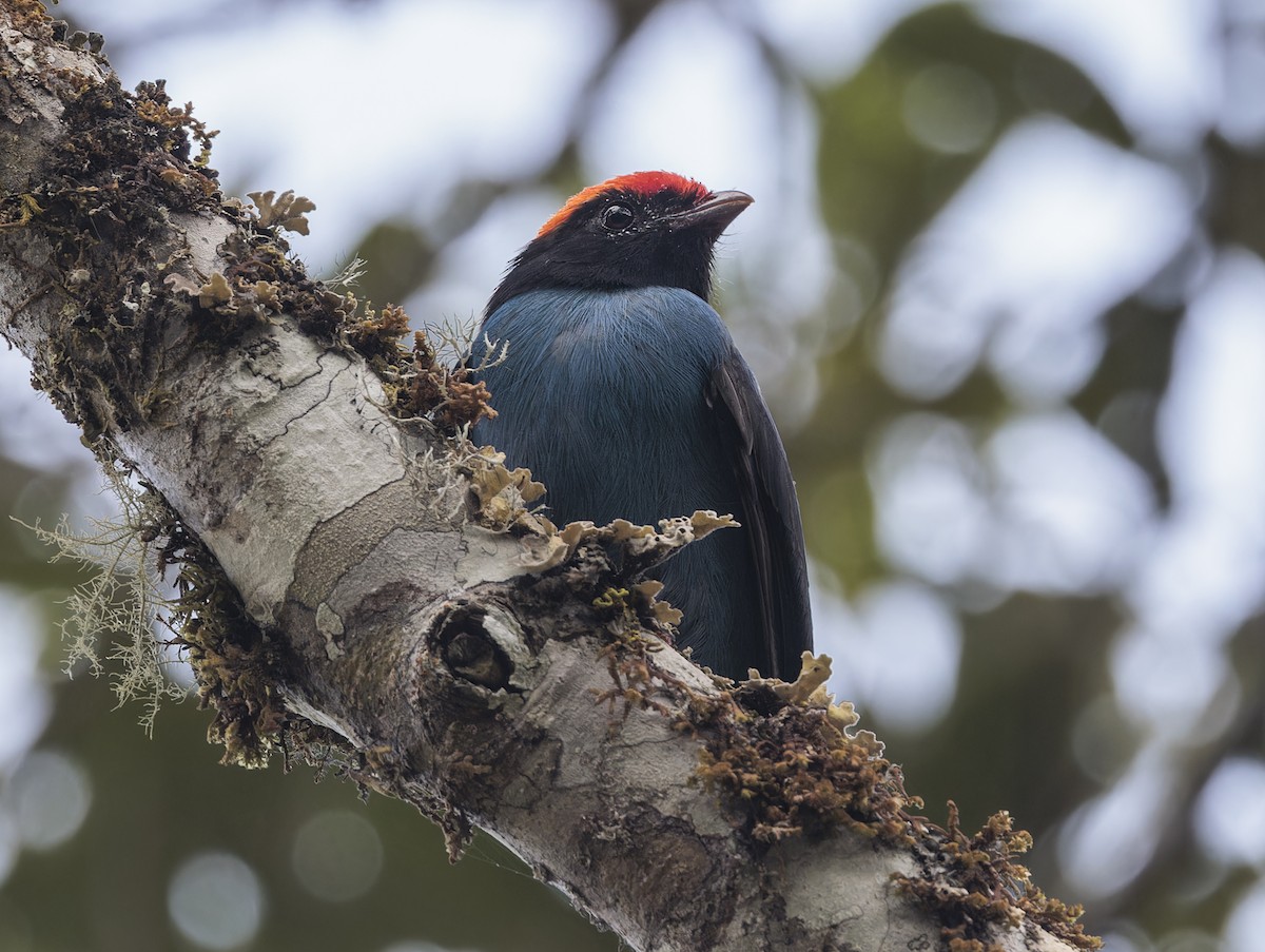 blåmanakin - ML643855694