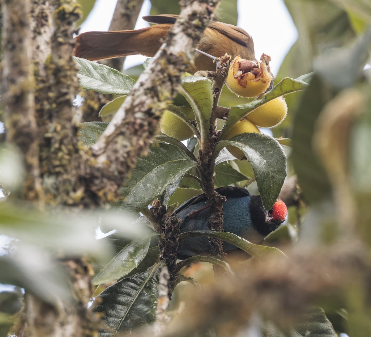 blåmanakin - ML643855695