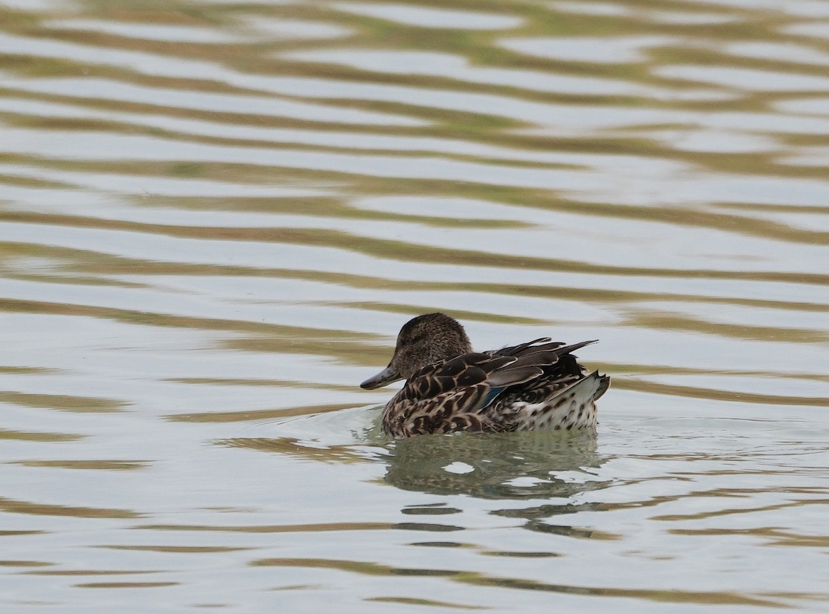 Green-winged Teal - ML643855711