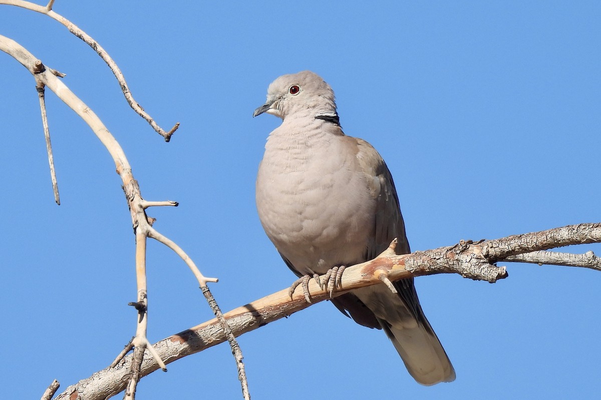 Eurasian Collared-Dove - ML643855712