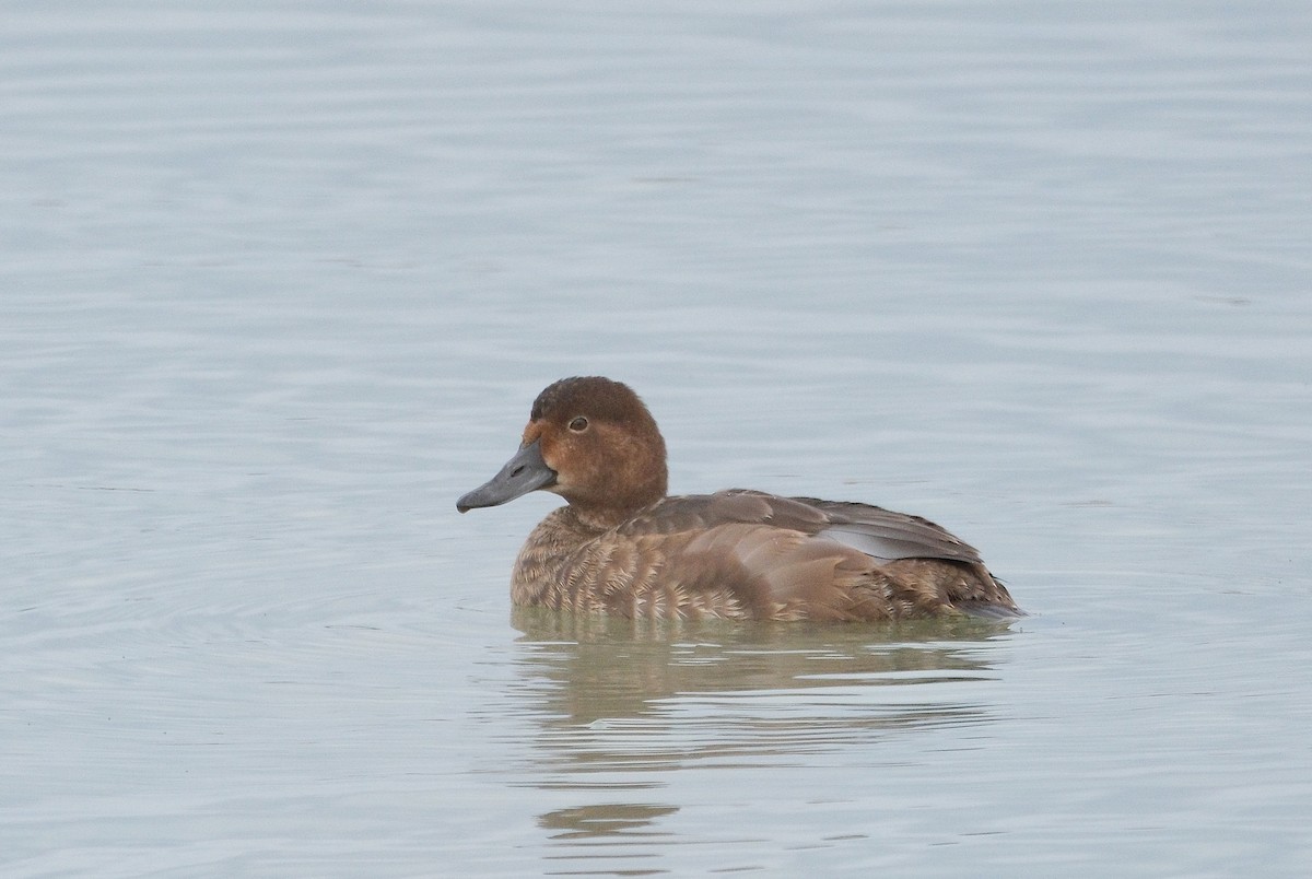 Redhead - ML643855738