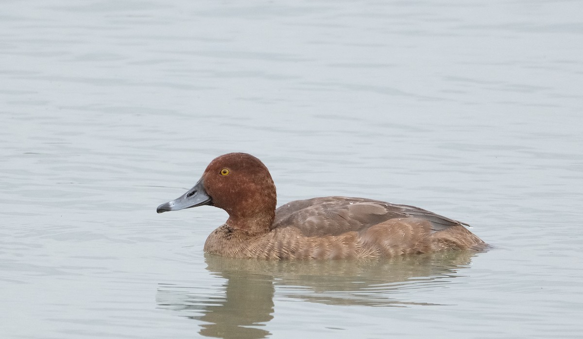 Redhead - ML643855739