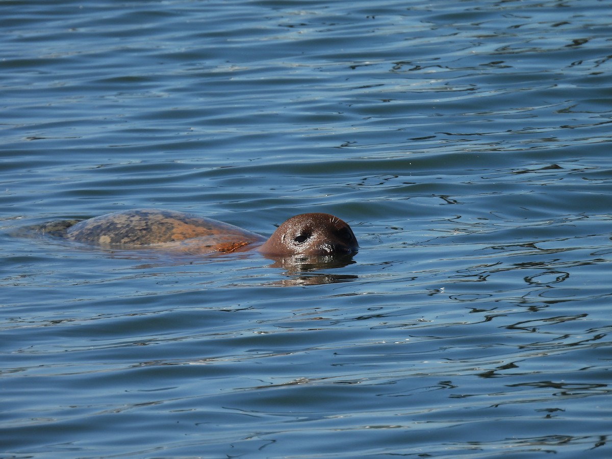 動物界 - ML643855763