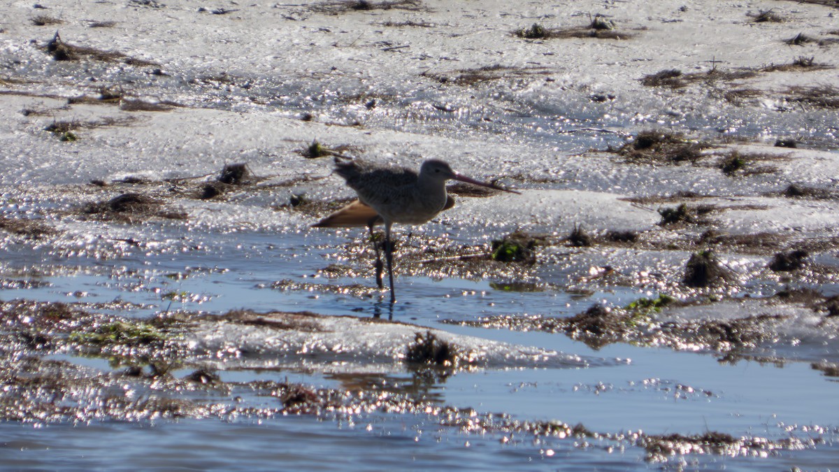 Marbled Godwit - ML643855767