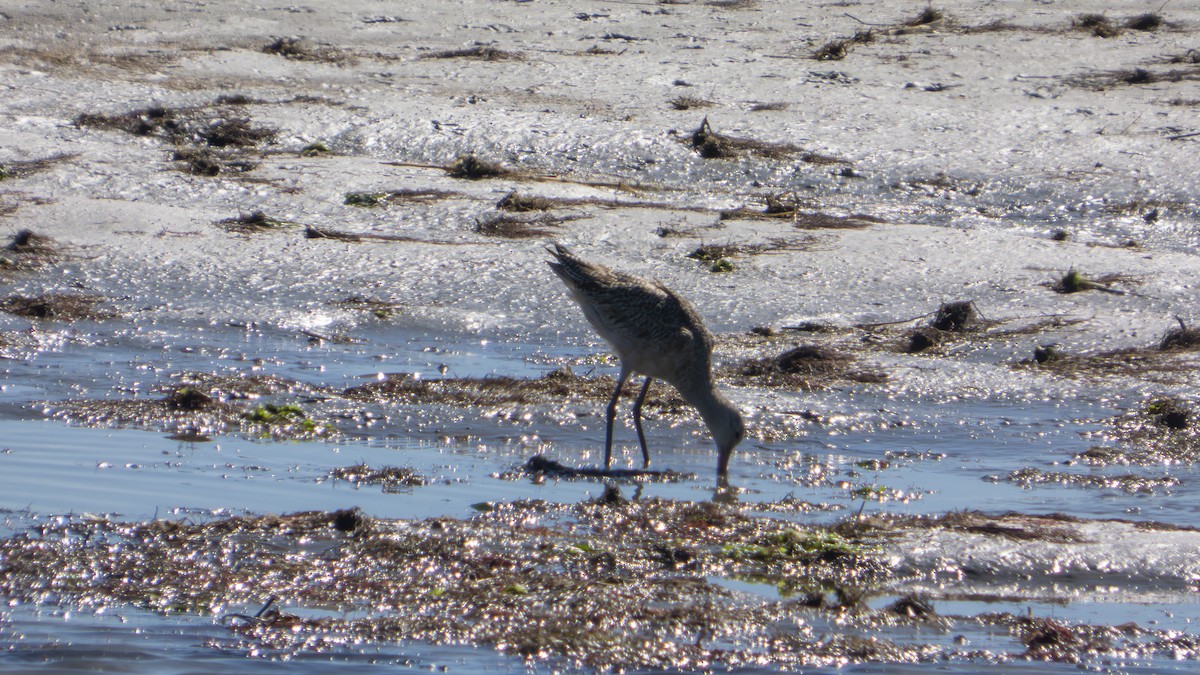 Marbled Godwit - ML643855768