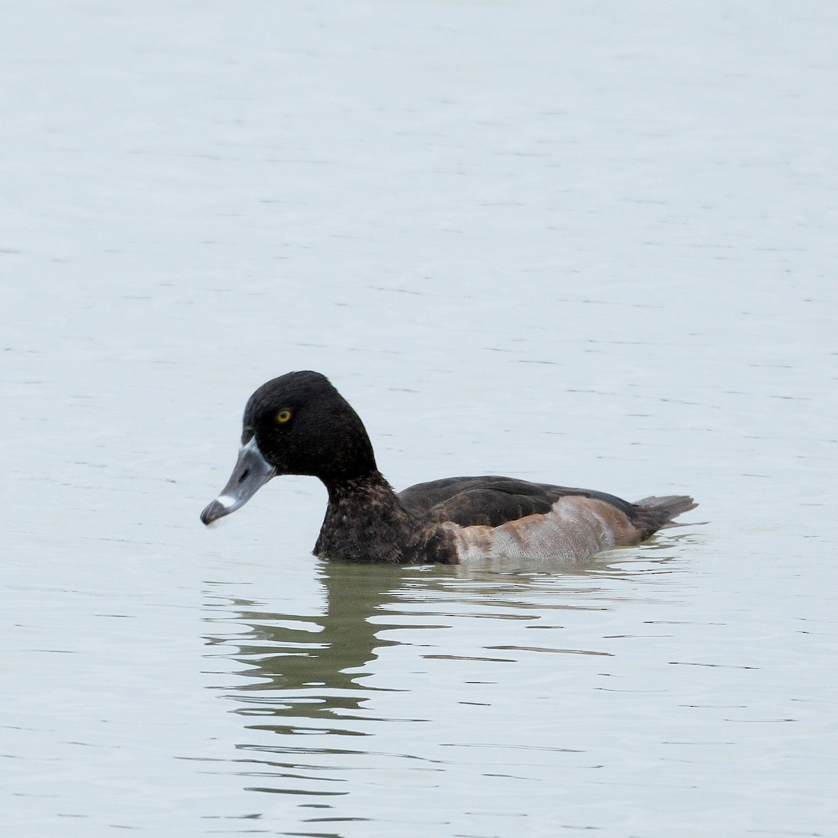 Ring-necked Duck - ML643855771