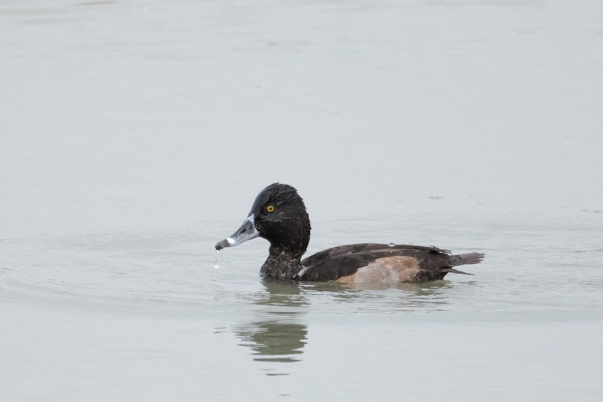 Ring-necked Duck - ML643855772