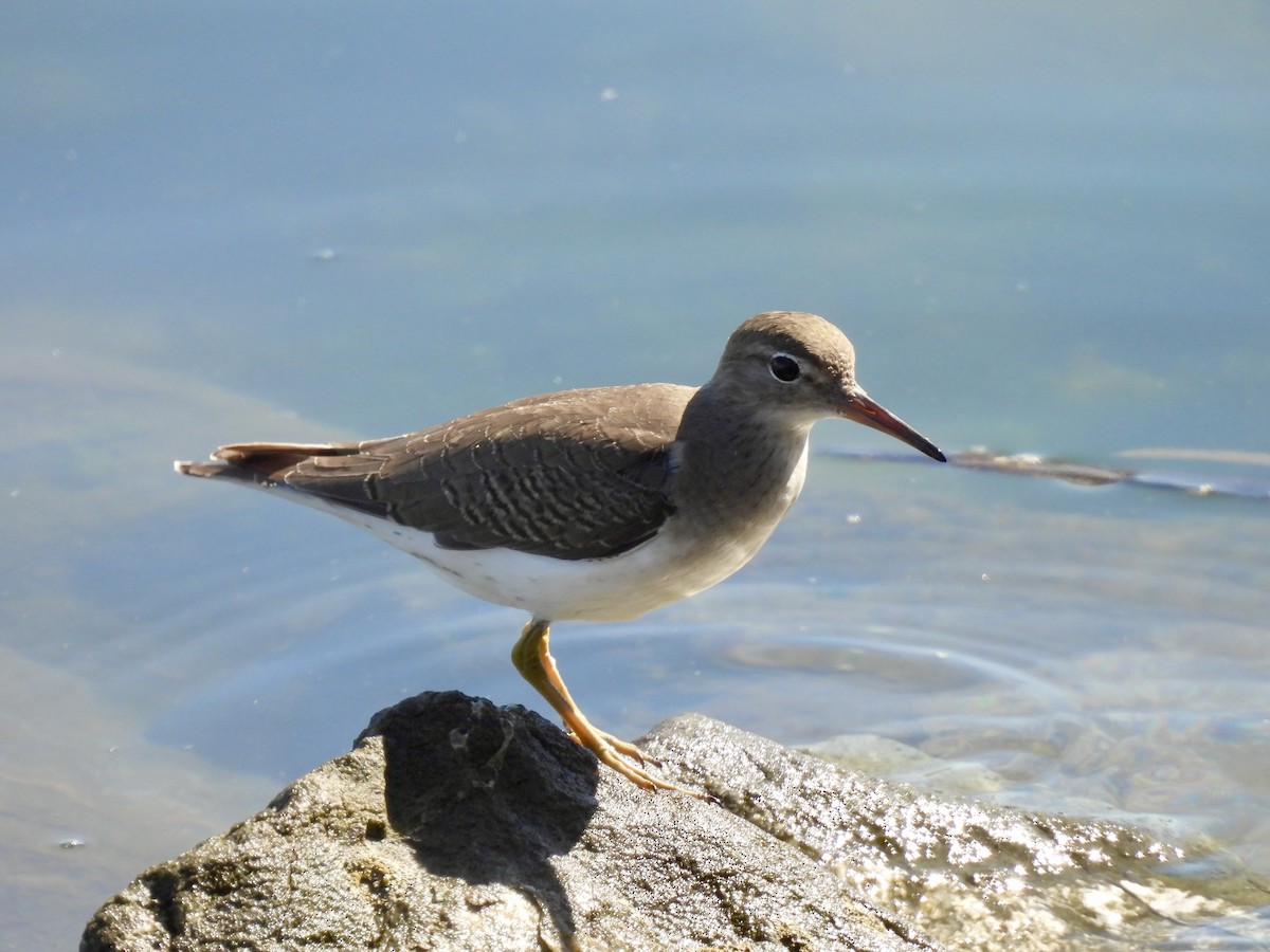 Spotted Sandpiper - ML643855773