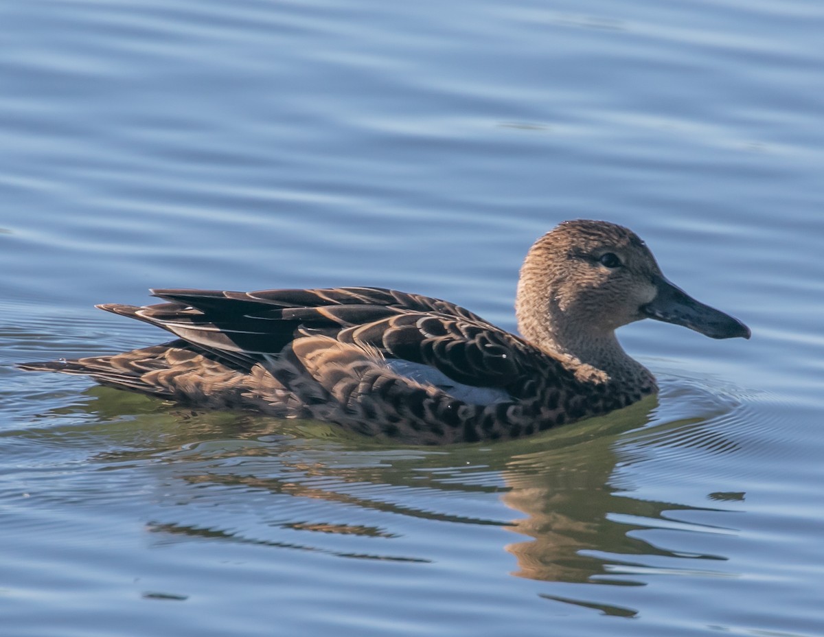 Cinnamon Teal - ML643855778
