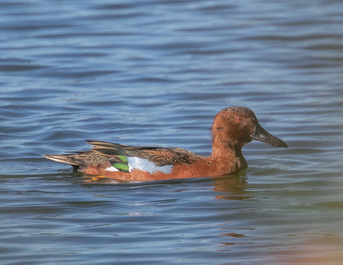 Cinnamon Teal - ML643855779