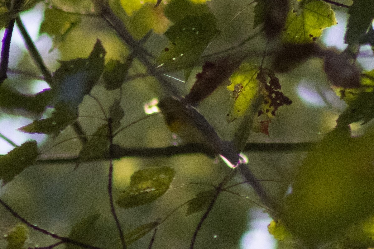Northern Parula - ML643855783