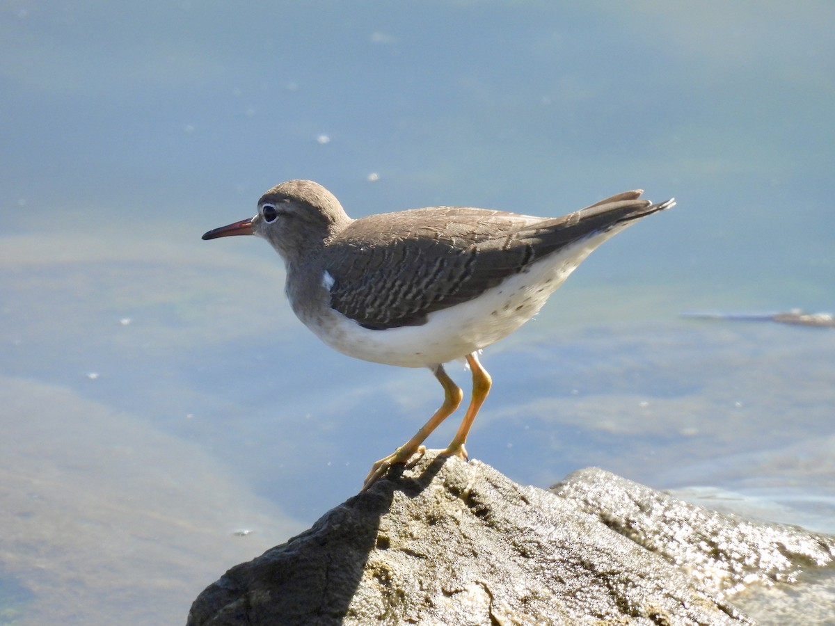 Spotted Sandpiper - ML643855786