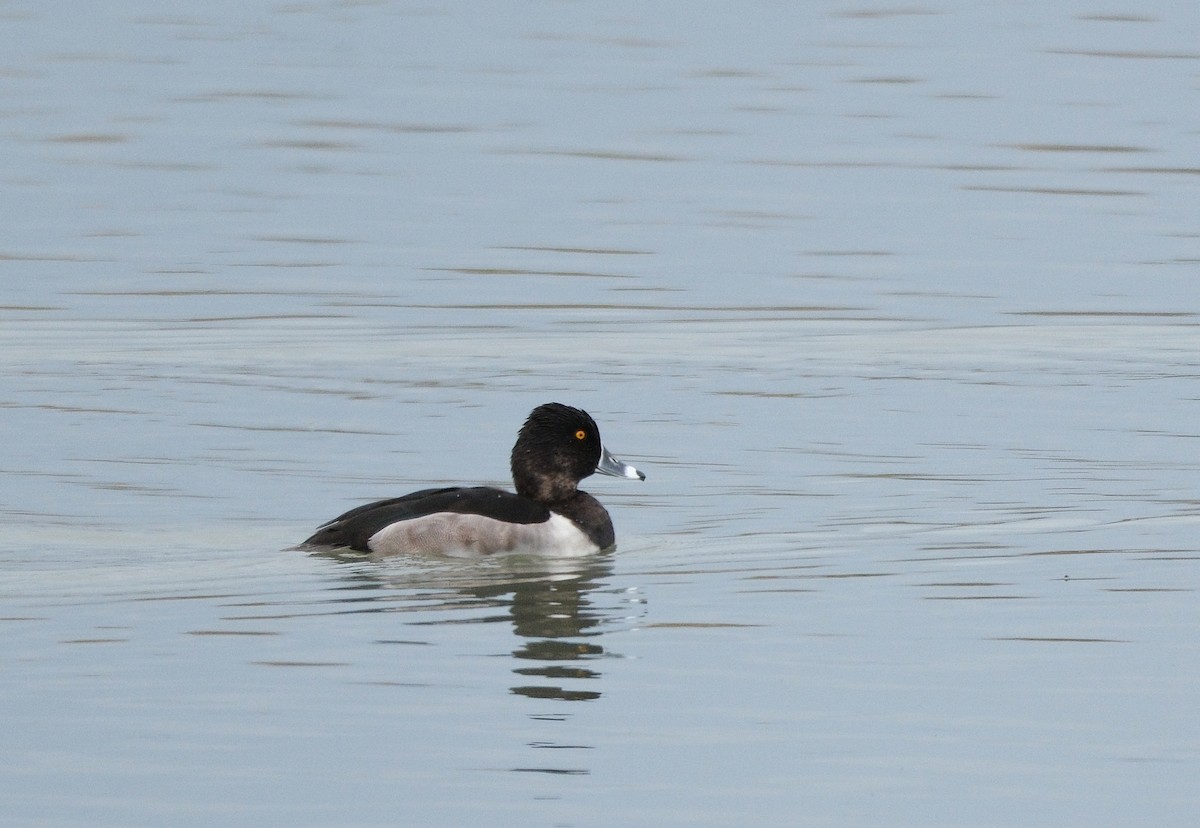 Ring-necked Duck - ML643855791